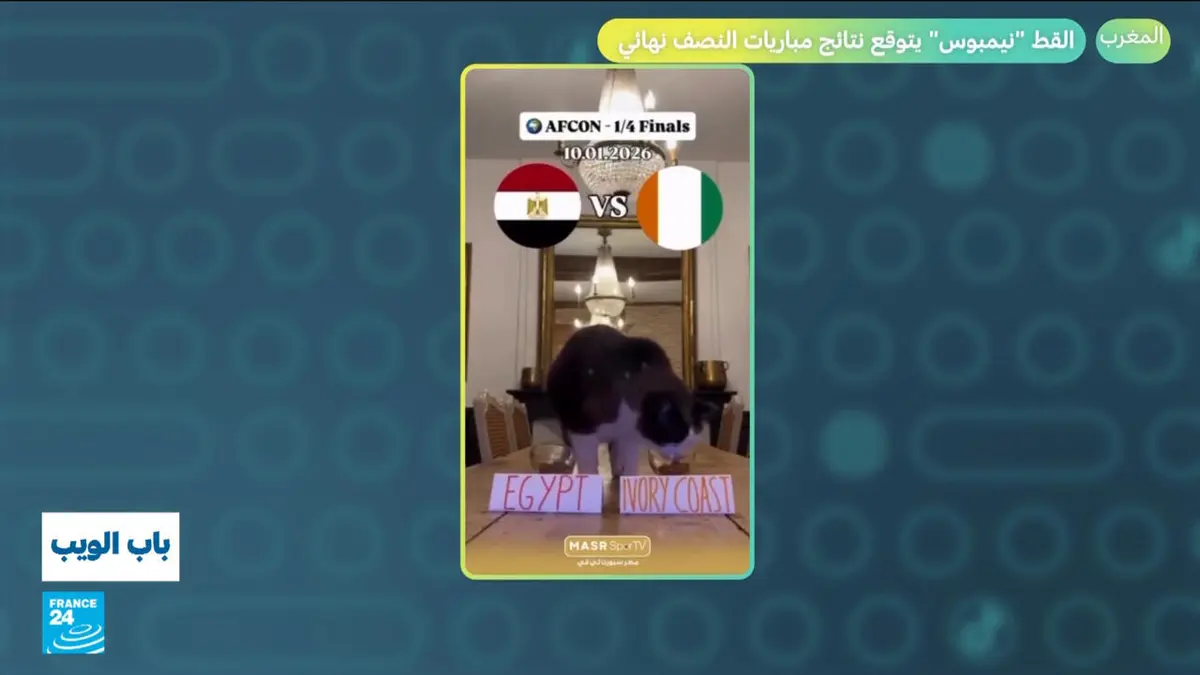 باب الويب - المغرب - نيجيريا، مصر- السنغال.. القط "نيمبوس" يتوقع نتائج نصف نهائي كأس أفريقيا؟