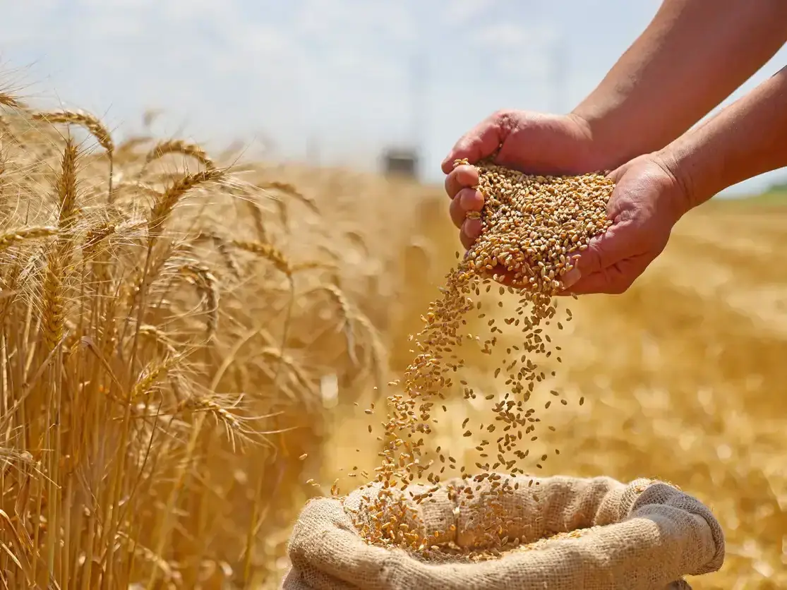 «الأمن الغذائي» تطرح مناقصة القمح الأولى لتعزيز المخزون الإستراتيجي