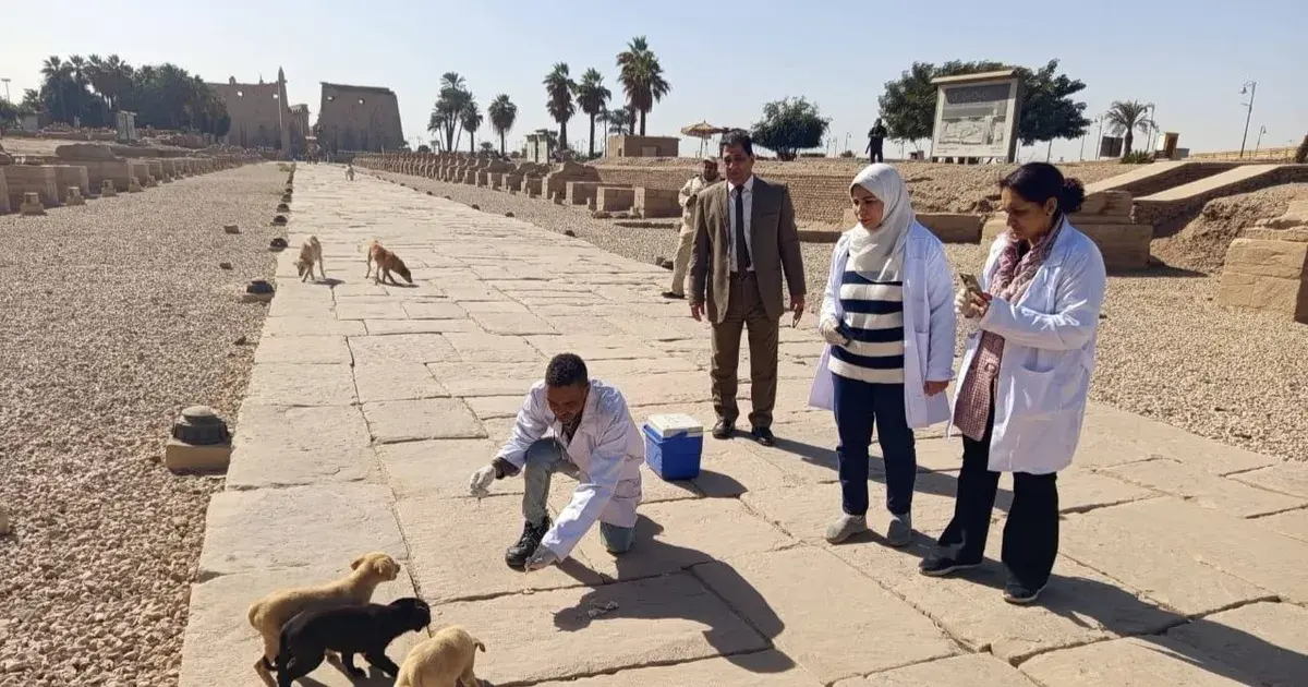 مصر.. خطة قومية لحل أزمة "كلاب الشوارع" خلال 180 يوماً