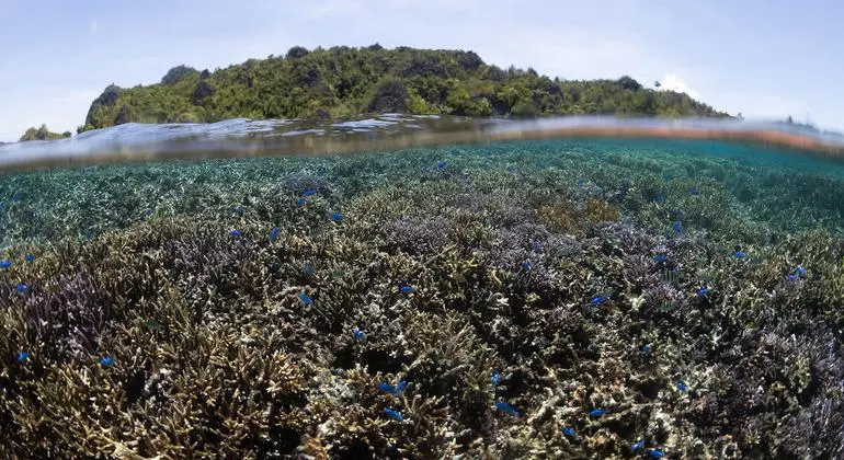 اتفاق تاريخي لحماية التنوع البيولوجي في "أعالي البحار" يدخل حيز التنفيذ: ماذا يعني لمستقبل المحيطات؟