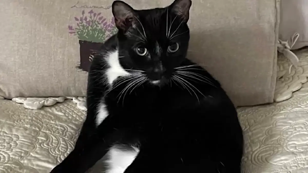 5000 دولار مكافأة لمن يعثر على القطة الحامل 'تازي' بعد فقدانها في مطار أمريكي