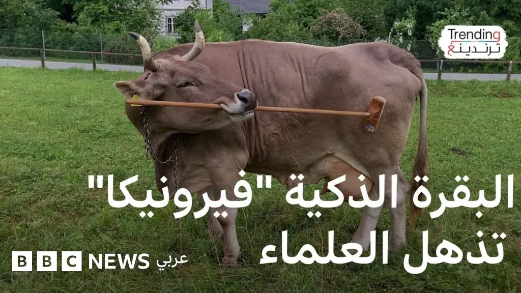 كيف أذهل ذكاء البقرة "فيرونيكا" علماء الأحياء في النمسا؟ - BBC News عربي
