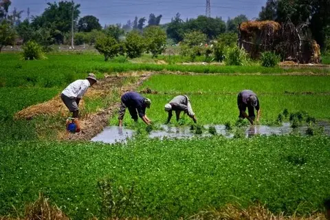نقل تخصيص 606 آلاف فدان في البحيرة لصالح "جهاز مستقبل مصر" - Economy Plus