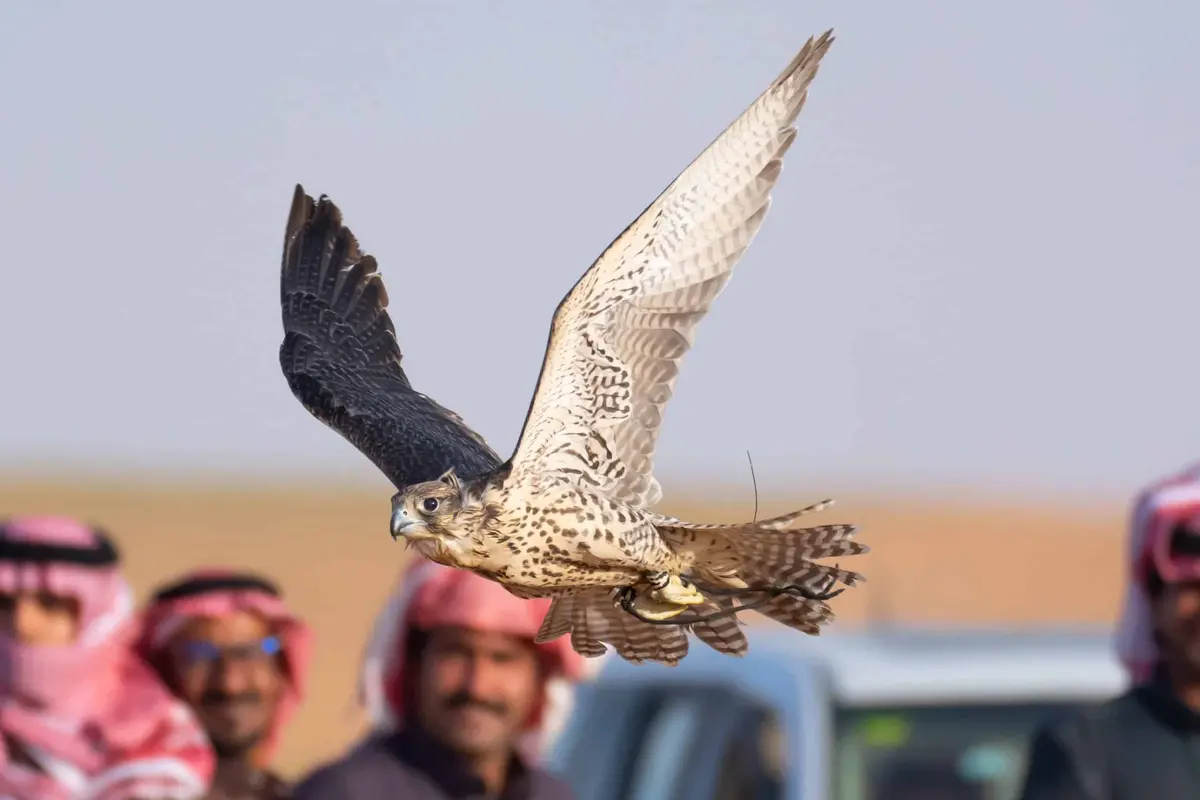 جوائز مالية ضخمة.. مهرجان الصقور بالقصيم يواصل فعاليات نسخته التاسعة