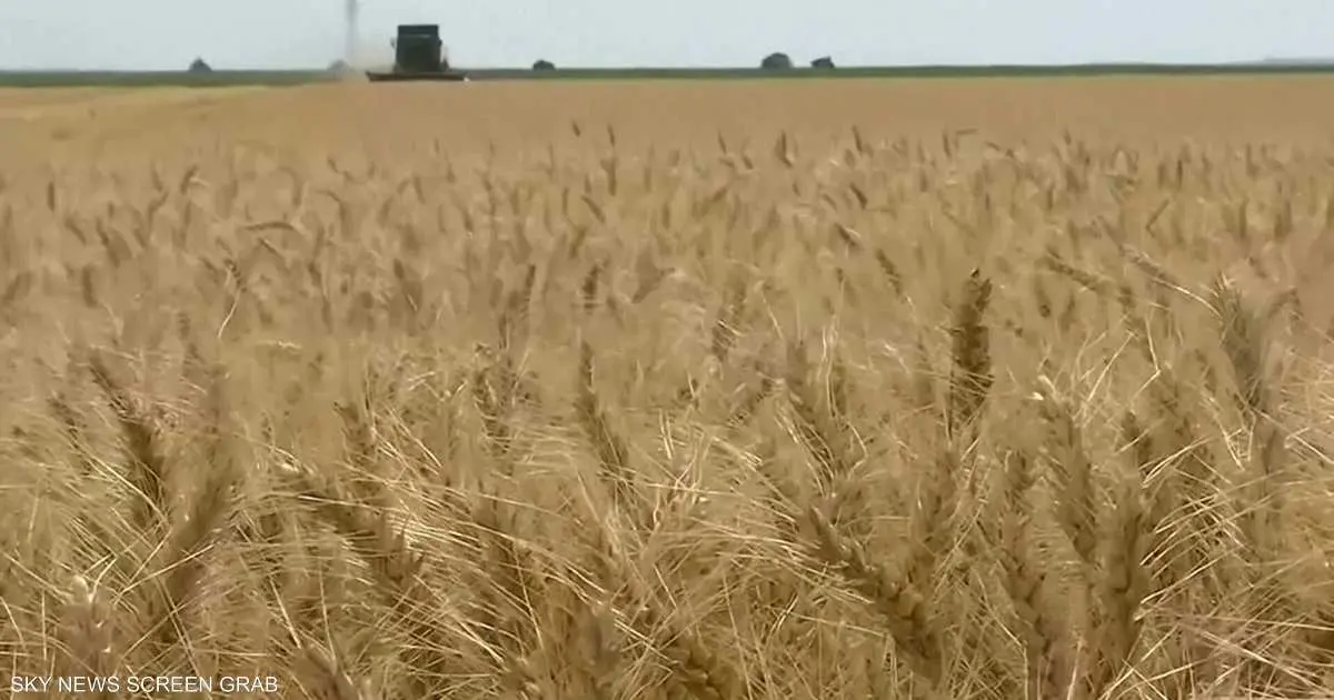 لماذا بدأ العالم بتخزين الغذاء مجدداً؟