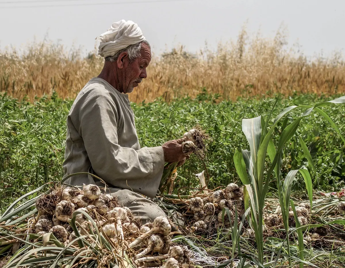 تقلبات الطقس تضغط على إنتاج الثوم المصري