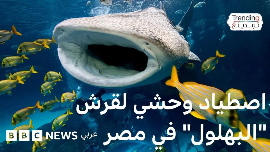 اصطياد وحشي للقرش "البهلول" في مصر - BBC News عربي
