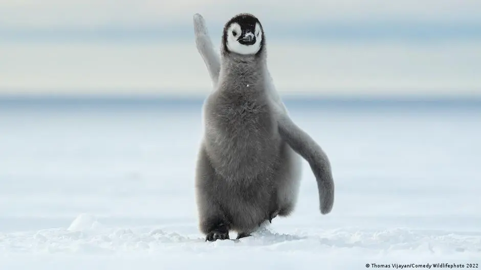 "البطريق الوحيد" ... الحقيقة على مذبح الترند