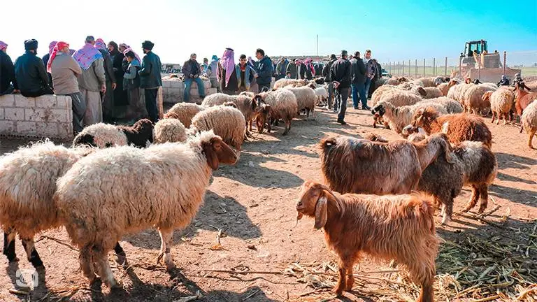 حملة موسعة لإحصاء الثروة الحيوانية في إدلب