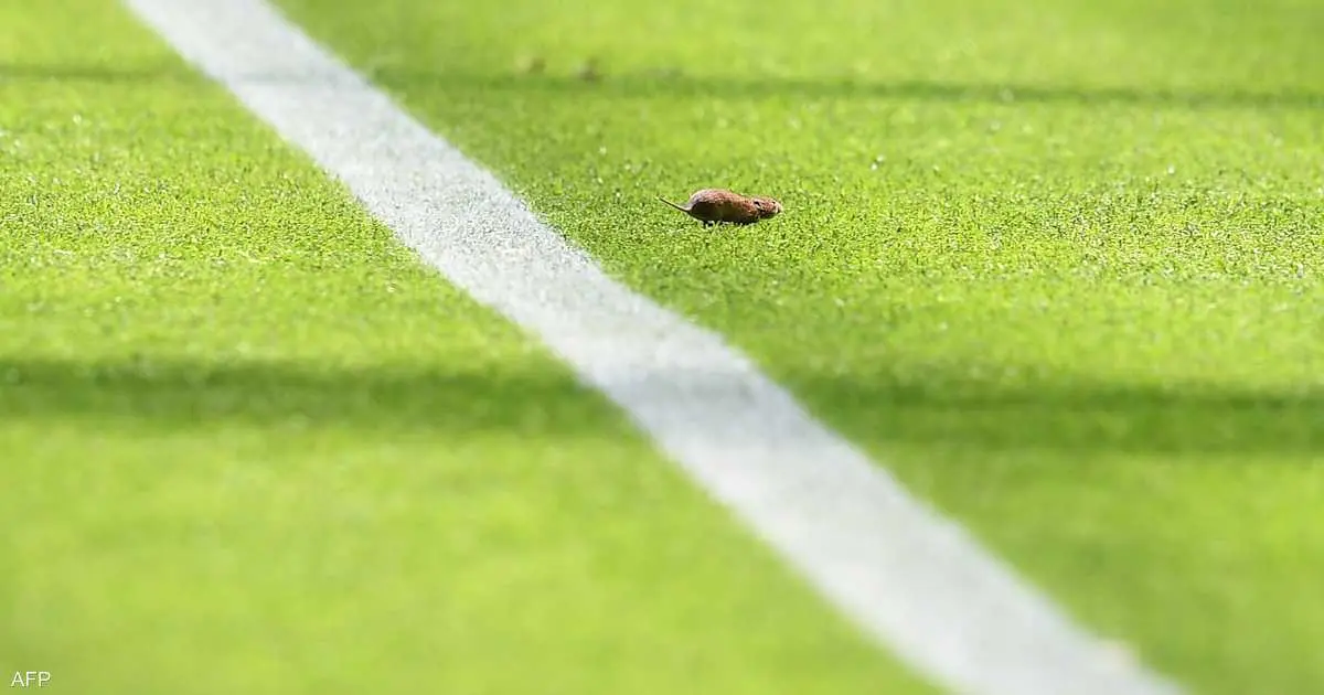 فيديو.. فأر داخل "الكامب نو" يضع برشلونة في مرمى السخرية