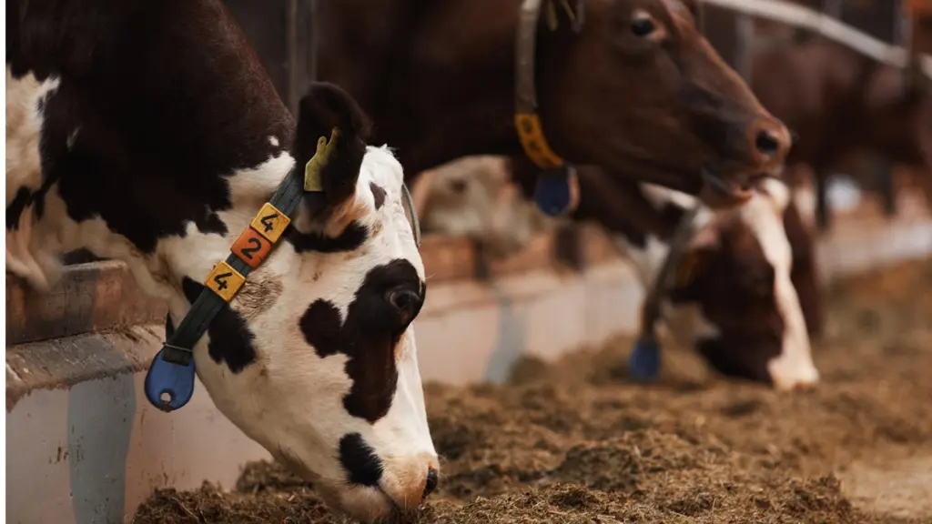 تجهيزات رمضان والأضحى يرفعان أسعار اللحوم الحية في مصر حتى 15% - Economy Plus