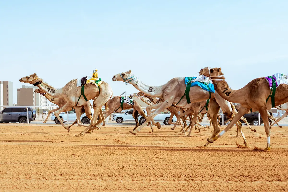 مهرجان خادم الحرمين للهجن 2026.. محرك اقتصادي لسياحة التراث في الجنادرية