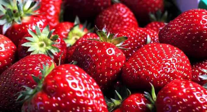 الفراولة المصرية في اختبار صعب.. بين ارتفاع التكاليف وتراجع الربحية