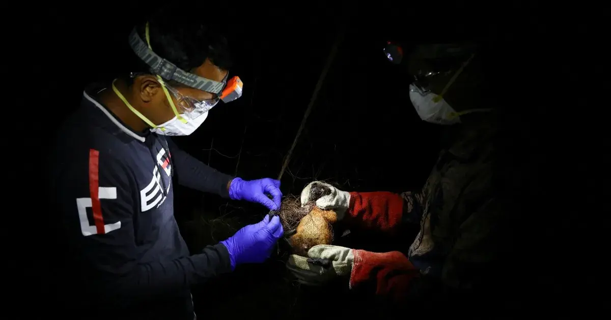 منظمة الصحة العالمية: خطر انتشار فيروس "نيباه" خارج الهند منخفض