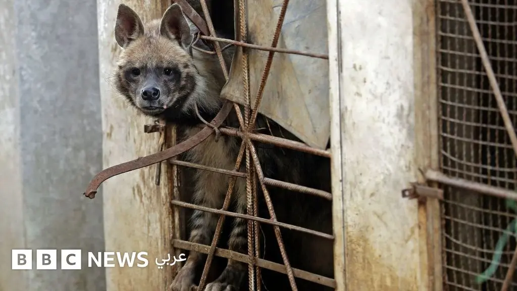 ضباع وذئاب وبنات آوى قرب البيوت في لبنان، ماذا جاءت تفعل؟ - BBC News عربي