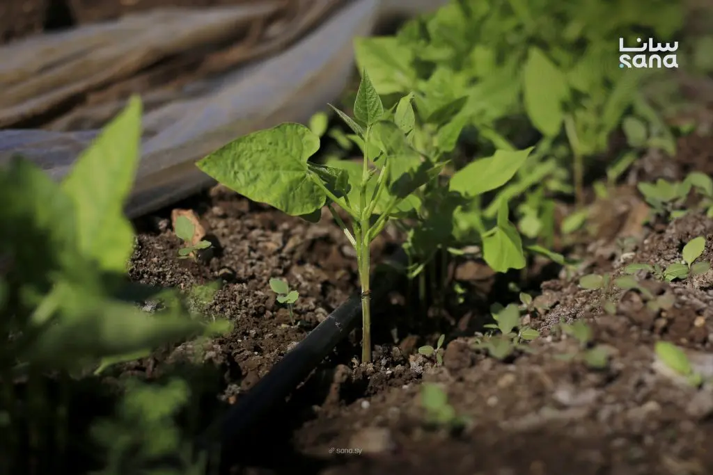 ارتفاع تكاليف الإنتاج والصقيع يهددان زراعة الخضار الباكورية في درعا