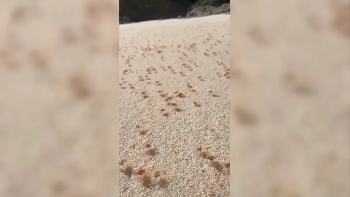 هجرة نادرة لملايين سرطانات البحر الحمراء تجتاح شاطئًا في أستراليا