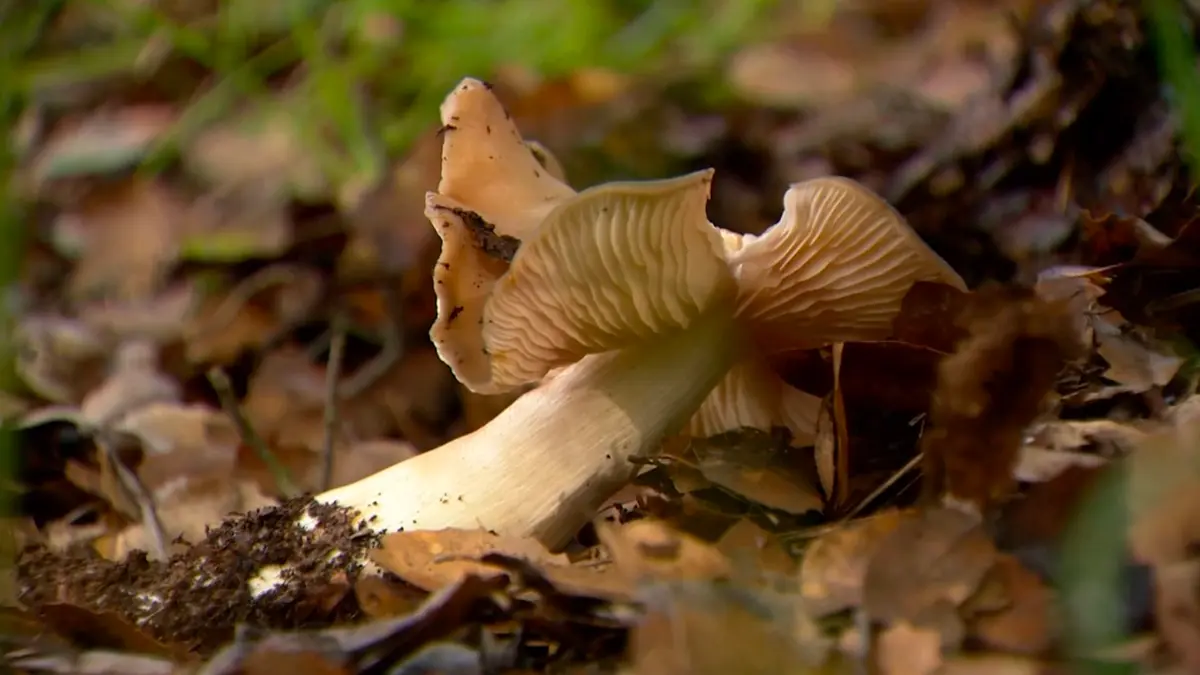 جمعوا فطرًا بريًا وطهوه للعشاء.. وخلال أسبوع دخلوا المستشفى