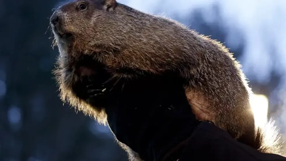 أمام جحر فأر الأرض في انتظار أنباء الشتاء!