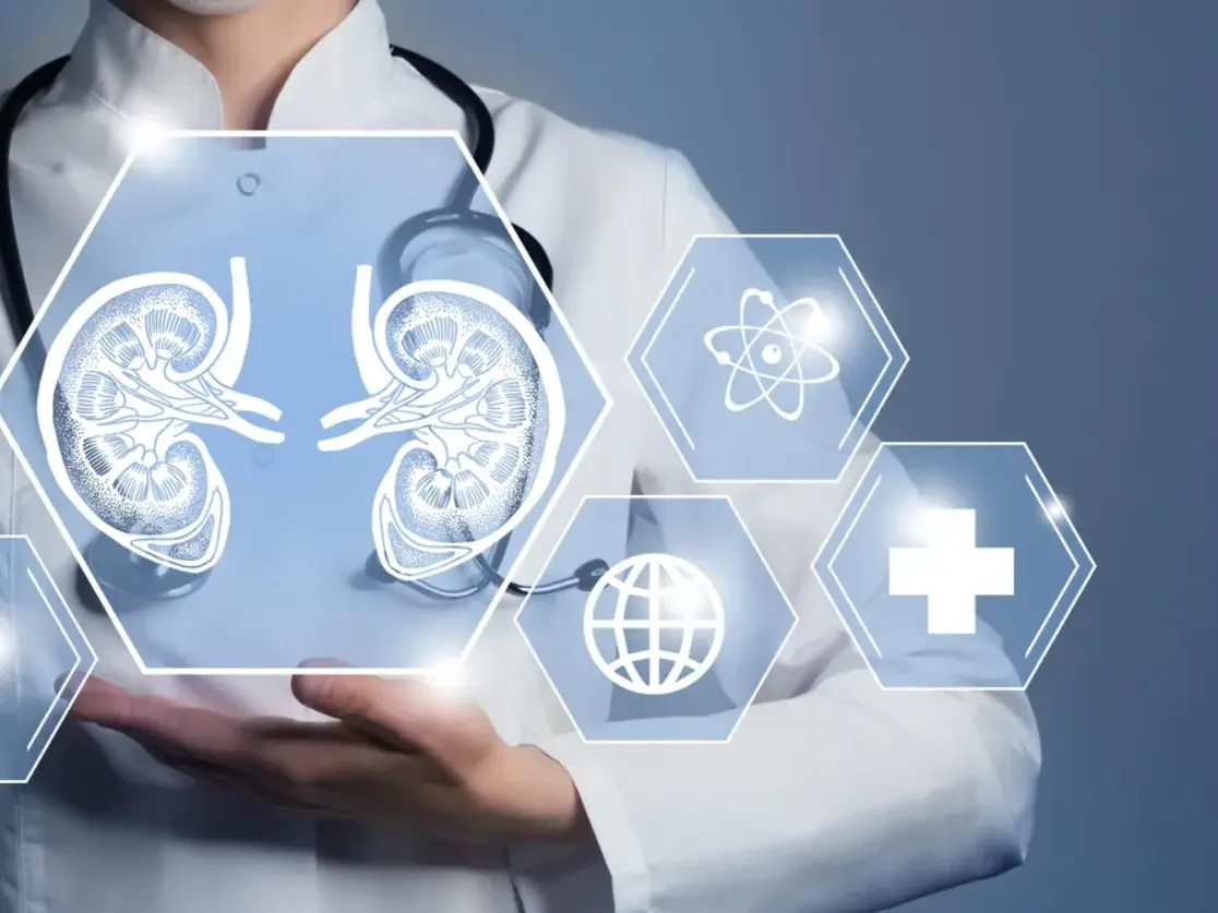 أطعمة تعزز صحة الكلى وتحميها من التلف والأمراض المزمنة