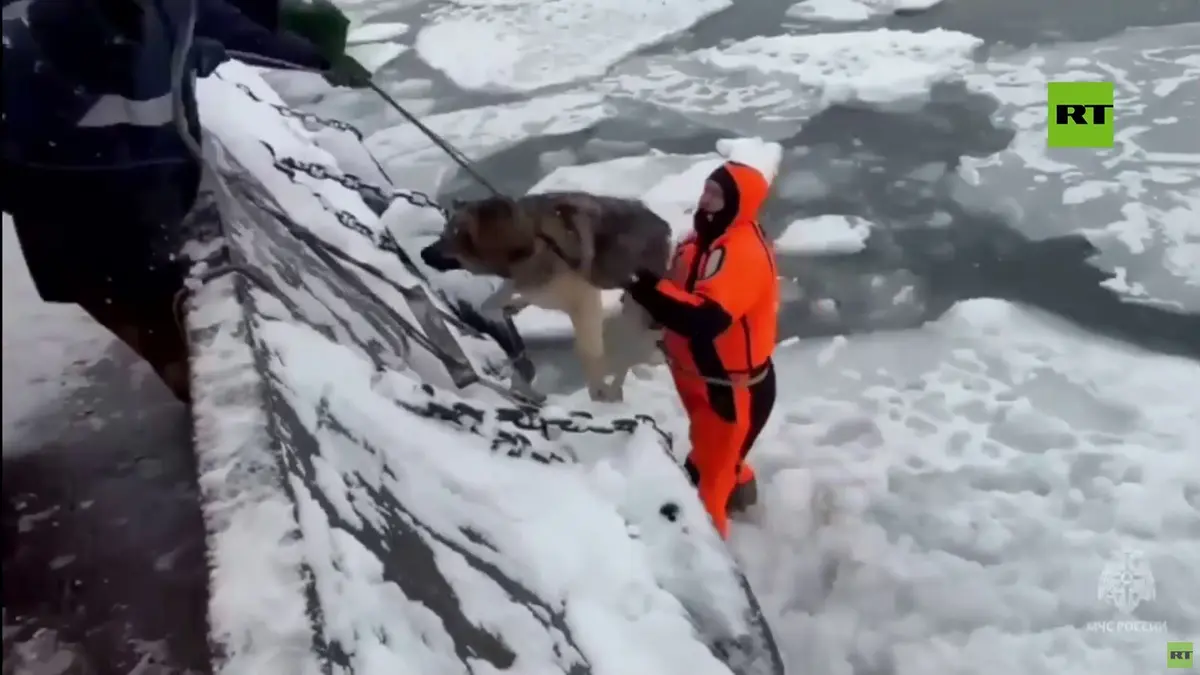 روسيا.. إنقاذ كلبين علقا على كتلة جليد