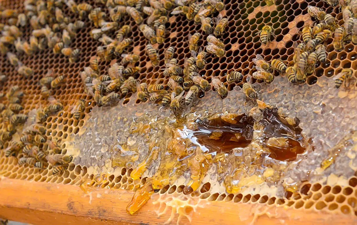 دليل إنتاج العسل في جازان.. من المناحل التقليدية إلى الصدارة العالمية