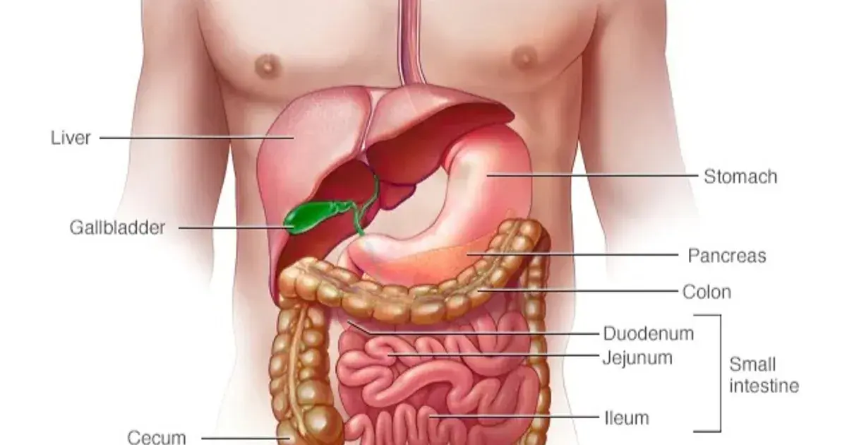 تطوير بكتيريا مهندسة وراثياً تكتشف اضطرابات الأمعاء قبل ظهور الأعراض