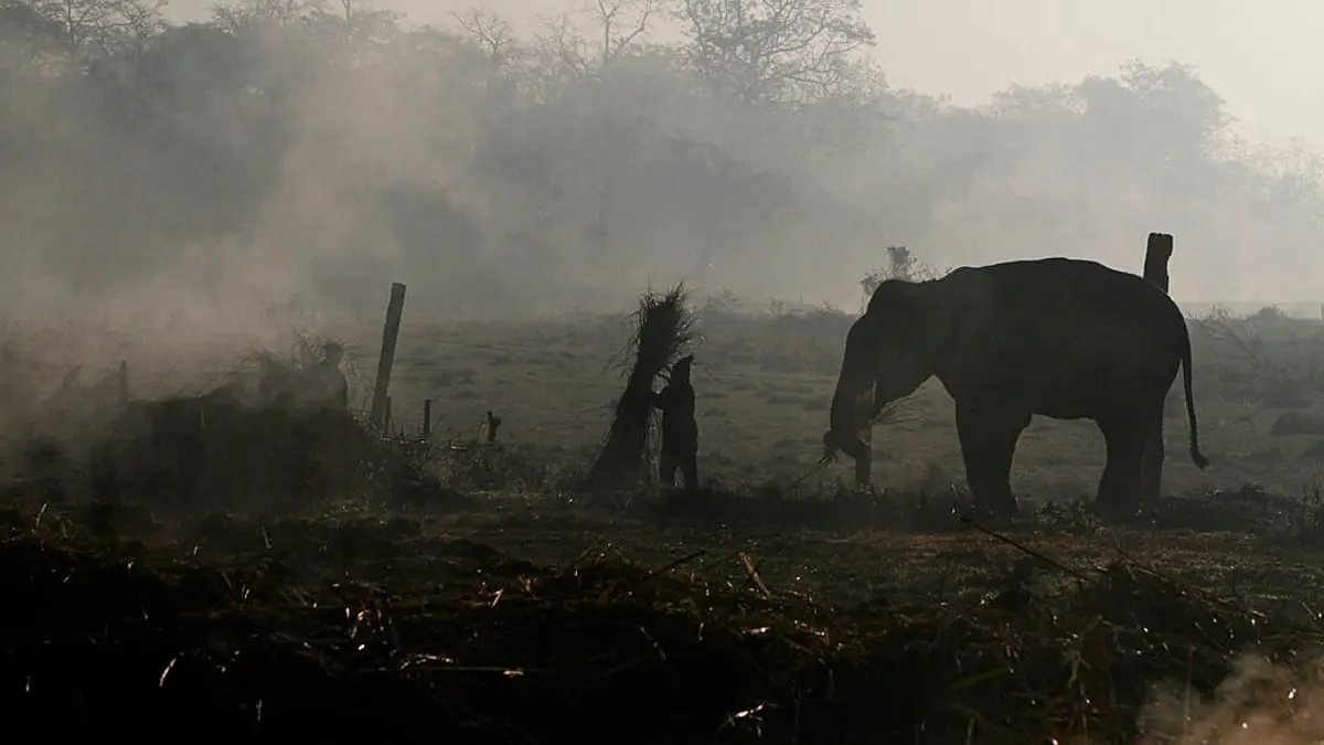 فيل يقتل سائحا في تايلاند.. ما علاقة الشهوة الجنسية بالسلوك العدواني؟