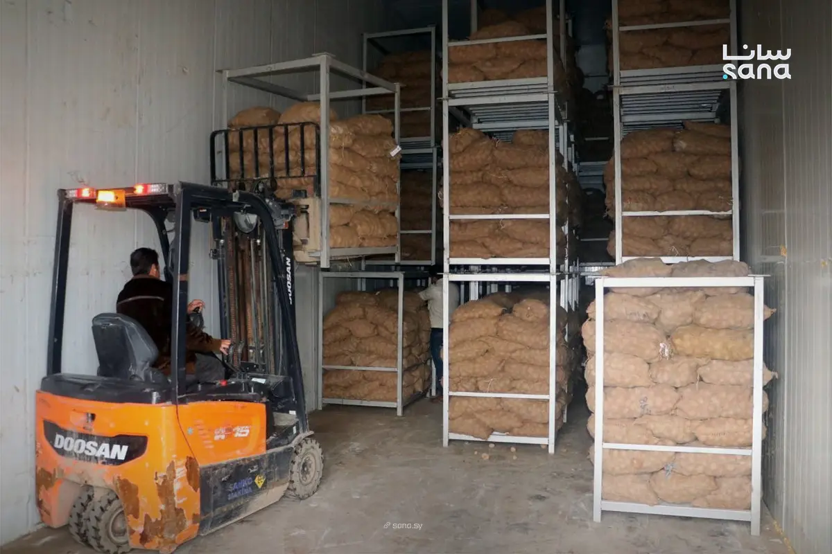 المؤسسة العامة لإكثار البذار تبدأ توزيع بذار البطاطا بأسعار مدعومة