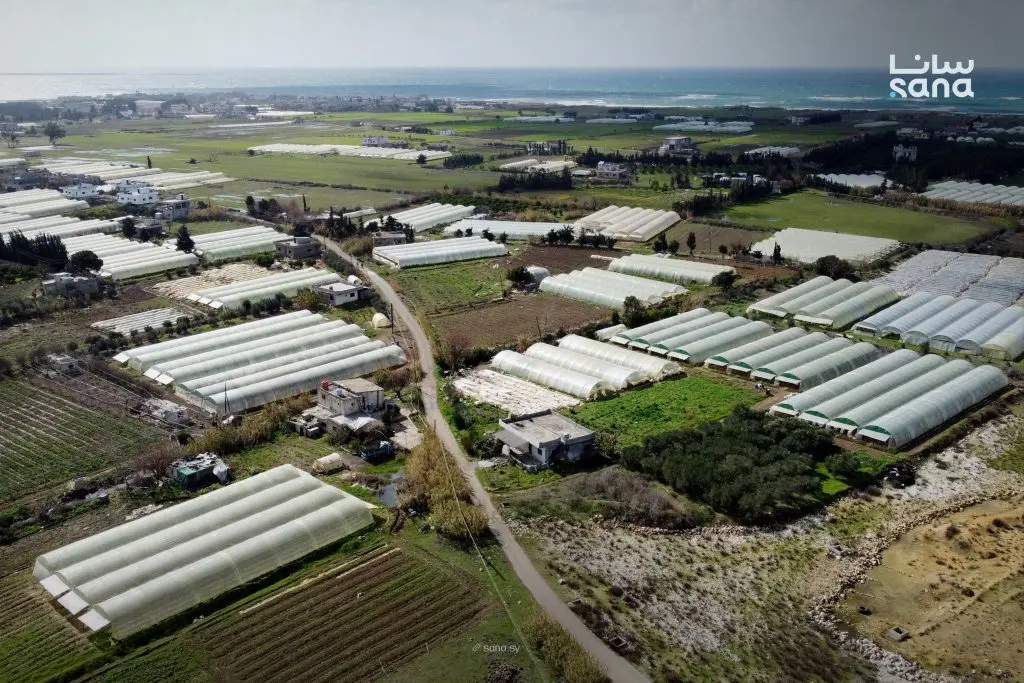 الزراعات المحمية في ريف اللاذقية… تواجه التحديات وتدعم السوق المحلية