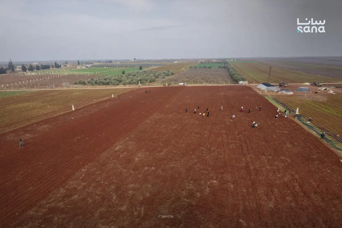 الزراعة السورية: موسم واعد بفضل الأمطار وتحسن نسب التنفيذ الزراعي