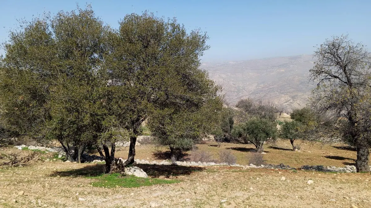 مزارعو السلط يشكون: التحطيب الجائر في "الصبيحي" يدفعنا لبيع أراضينا - فيديو