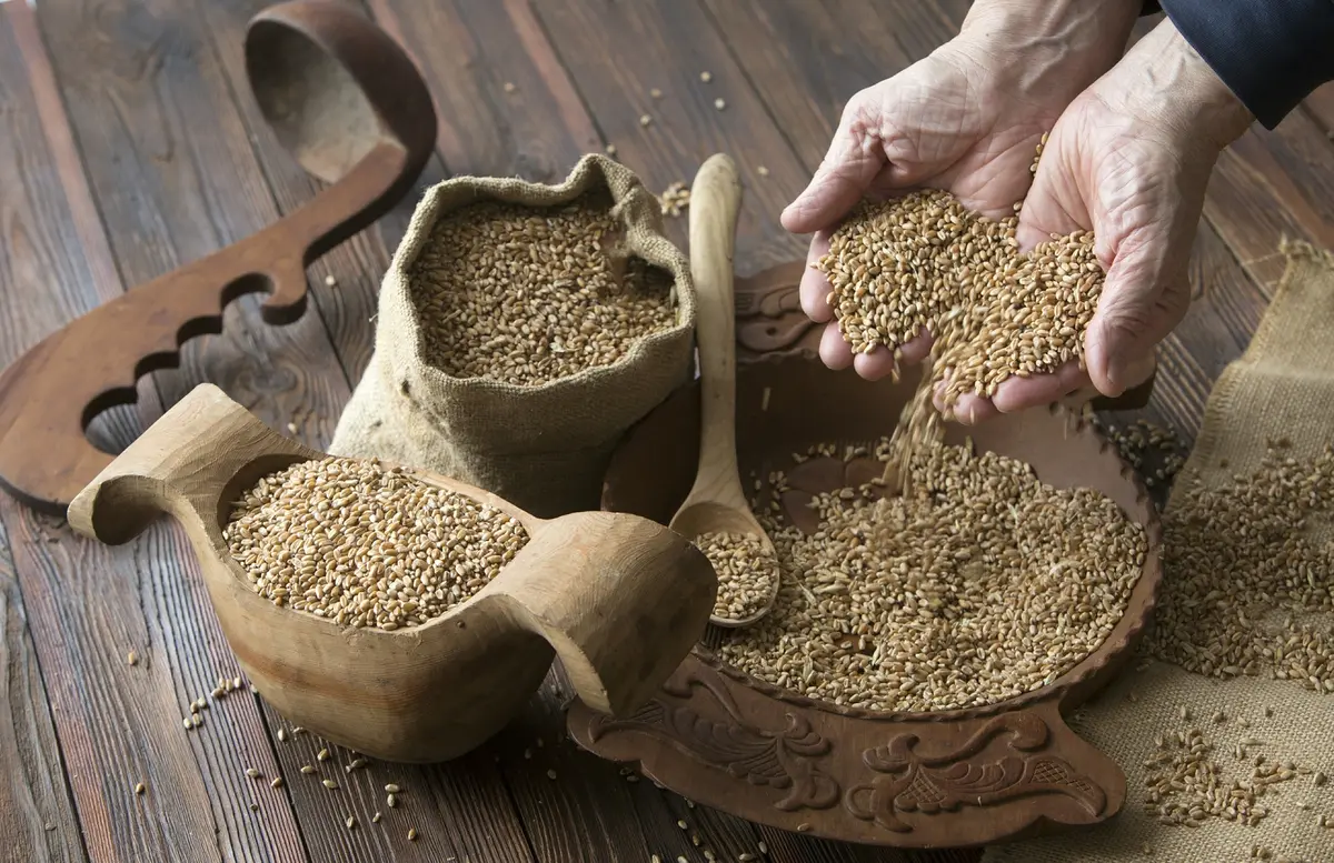 ارتفاع كبير في الصادرات الزراعية الروسية للعراق