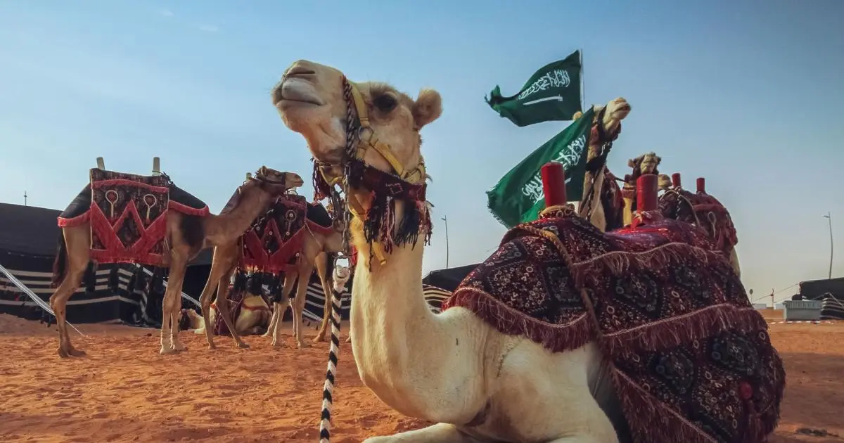 لتنظيم القطاع.. السعودية تدشن مشروع جواز سفر "الإبل"