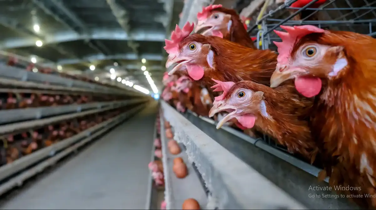 أسعار الدواجن في مصر تقفز 15% خلال 4 أيام فقط