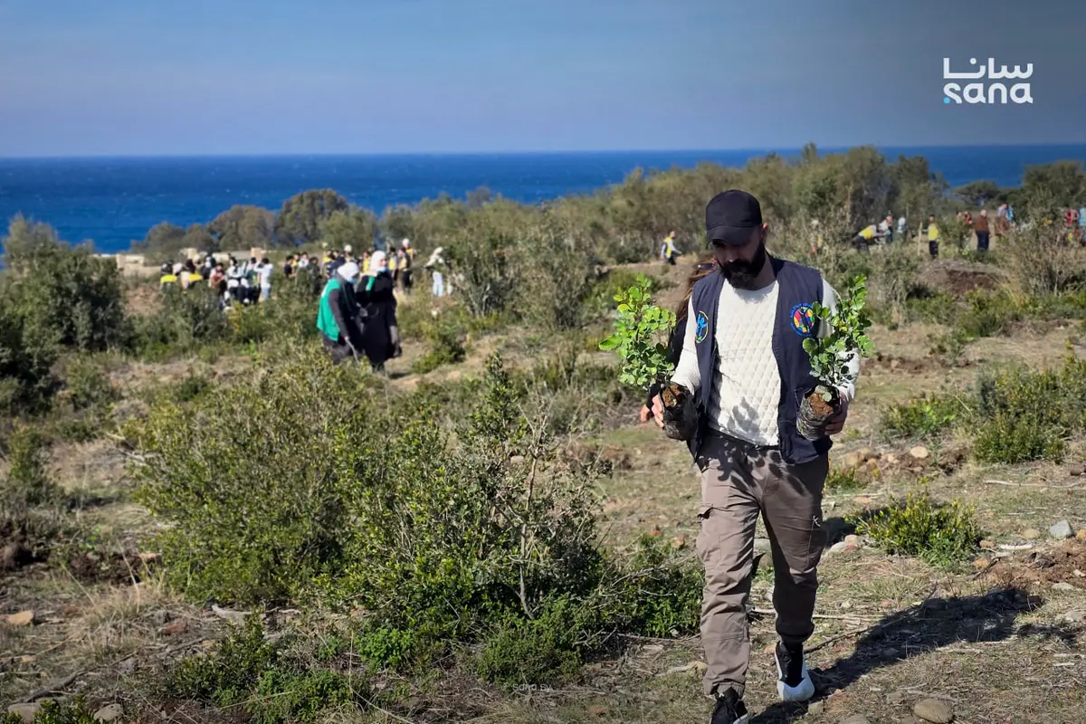 حملة تشجير لزراعة 14 ألف غرسة في رأس البسيط بريف اللاذقية