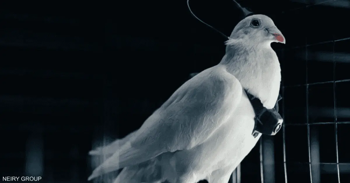 مشروع روسي لتحويل الحمام إلى طائرات مسيرة.. كيف ذلك؟