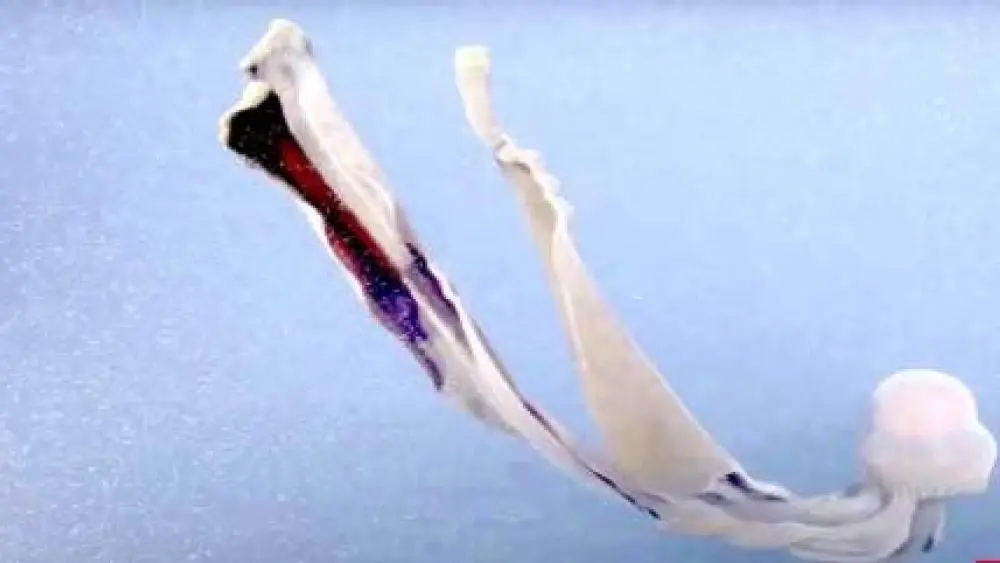 العثور على قنديل بحر شبح عملاق نادر قبالة سواحل الأرجنتين