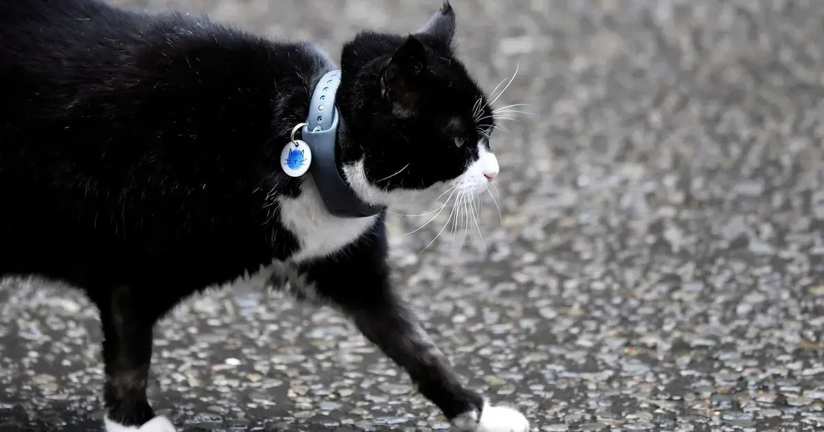 الخارجية البريطانية تعلن وفاة القط الدبلوماسي "بالمرستون"