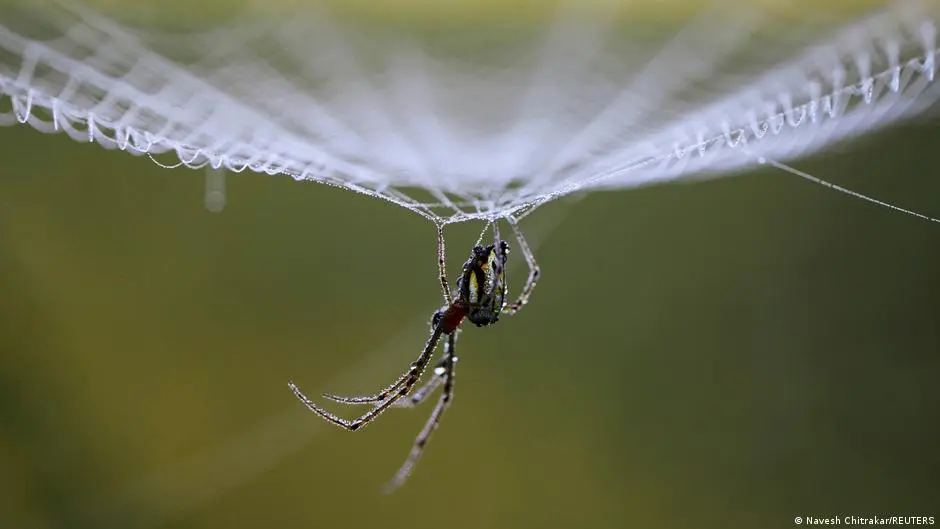 لهاذ السبب خيوط العنكبوت أقوى من الفولاذ!