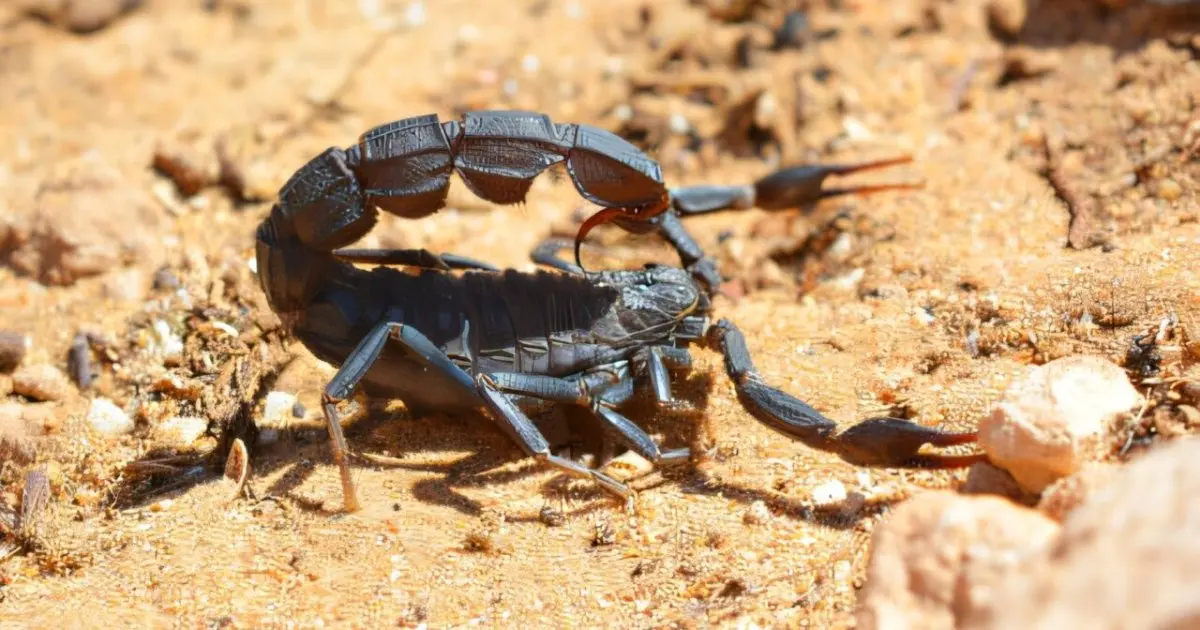 وسط المغرب.. إحدى أشد بؤر العقارب السامة عالميا