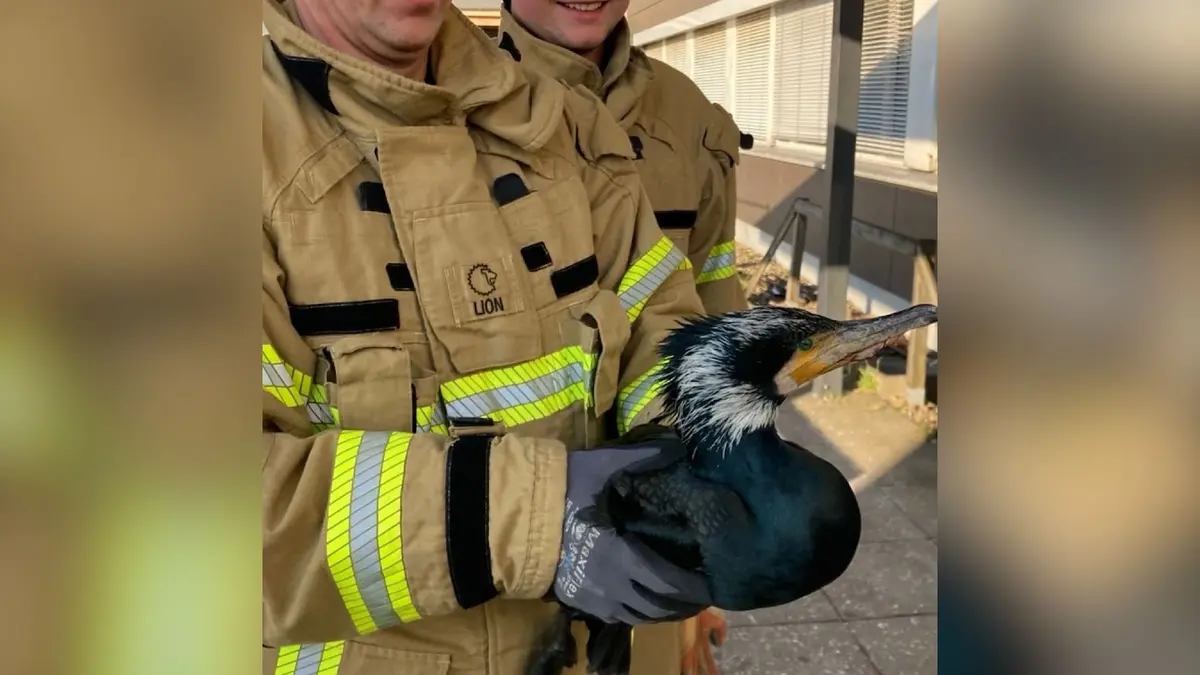 زائر غير متوقع في قسم الطوارئ.. طائر مصاب يدخل المستشفى