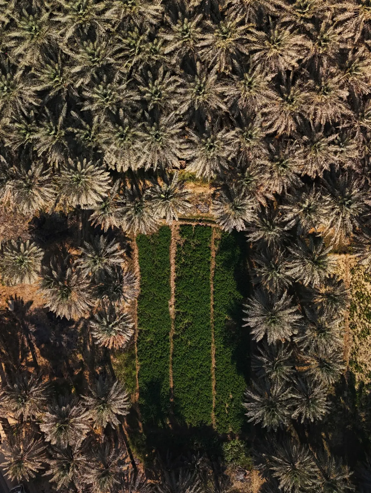 الأحساء واحة تروى بالناس قبل الأماكن