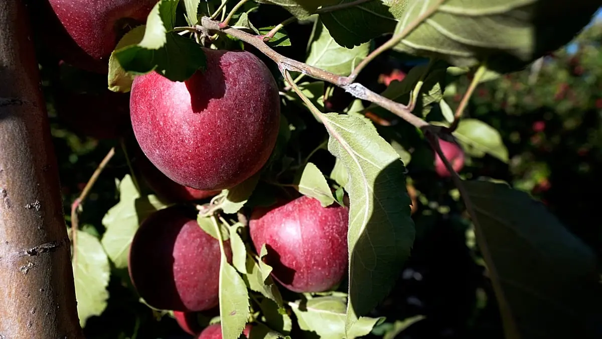 تجربة علمية غير مسبوقة: غضروف بشري من التفاح