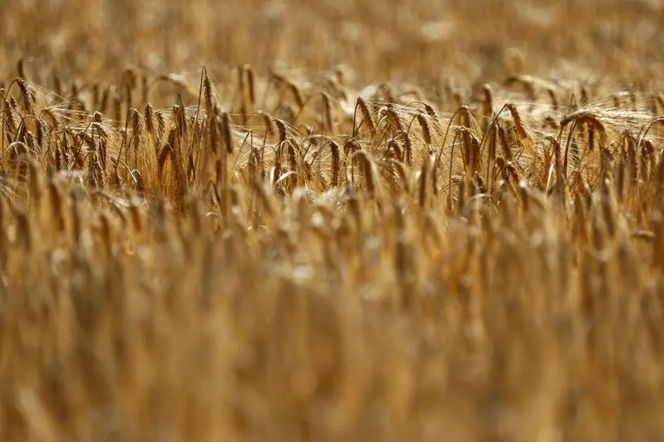 الأردن يشترى 50 ألف طن من علف الشعير في مناقصة