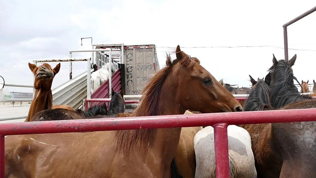 إيطاليا تقترب من حظر ذبح الخيول والحمير.. والسجن 3 سنوات للمخالفين