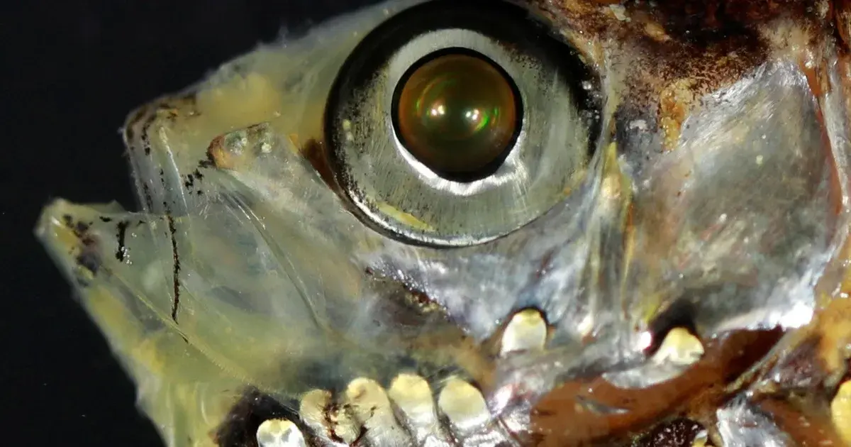 دراسة: اكتشاف نظام بصري جديد لدى أسماك أعماق البحار