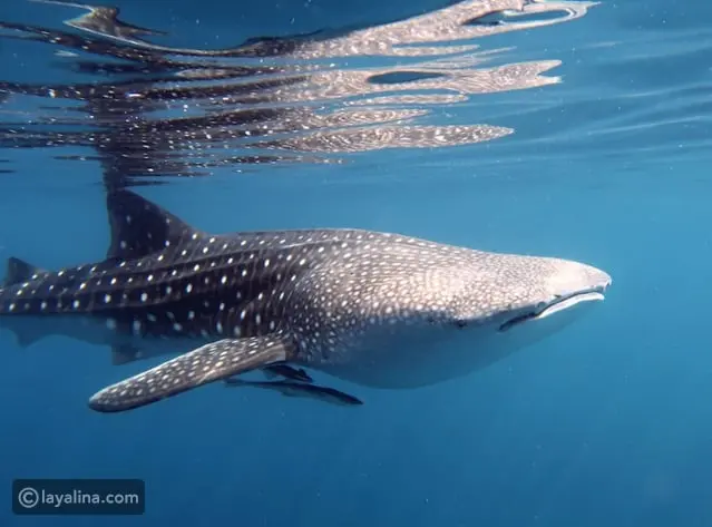 توقعات برج الحوت لشهر فبراير 2026: عزلة بنّاءة وبداية دورة شخصية جديدة