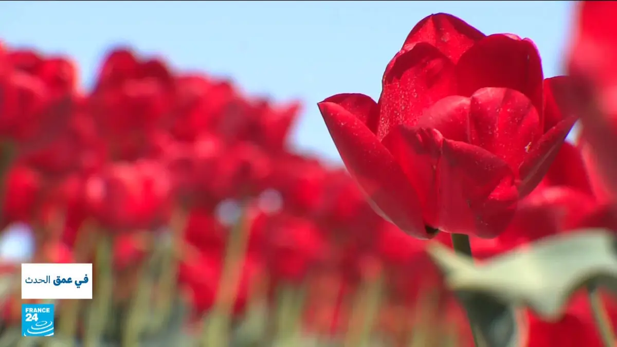 في عمق الحدث - في مواجهة العملاق الهولندي.. فرنسا تُعيد ابتكار قطاع الأزهار بطريقة مستدامة!