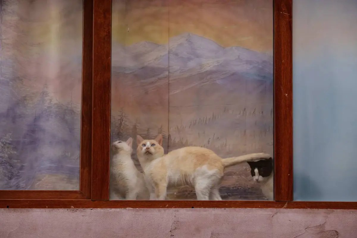 دراسة: تشابه جيني بين سرطانات القطط والبشر قد يدعم أبحاث سرطان الثدي